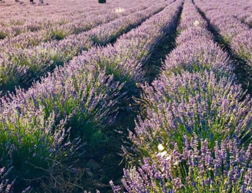 Ormanlık Alanlarda Tıbbi Aromatik Fidanlık Başvuru Talepleri