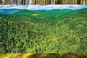 Dikili Ağaç Satışı 4 Dikili Ağaç Satışı