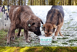 Sokak Hayvanları, Bakımevi Orman İzinleri 12