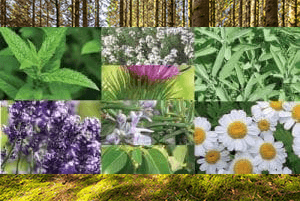 Ormanlık Alanlarda Tıbbi Aromatik Fidanlık Başvuru Talepleri 13